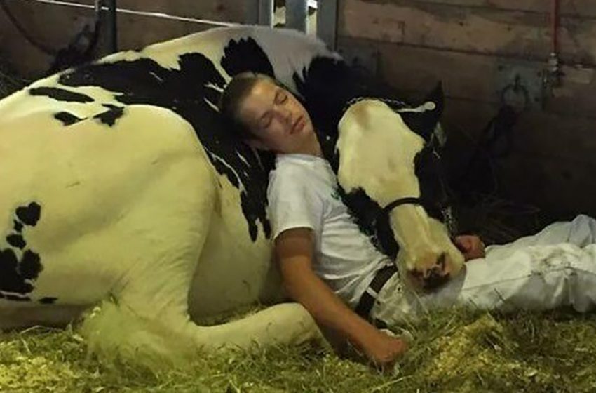  The boy got tired at the reasonable and fell snoozing with his dairy animals. That’s what made them celebrities.