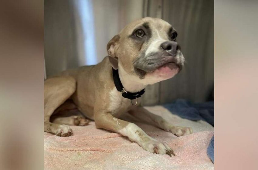  The frightened puppy reached out her hand to a kind woman to ask for help