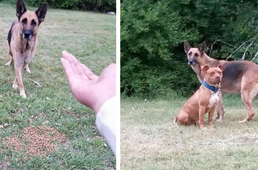  The kind German Shepherd brought also his friend realising that they would be rescued