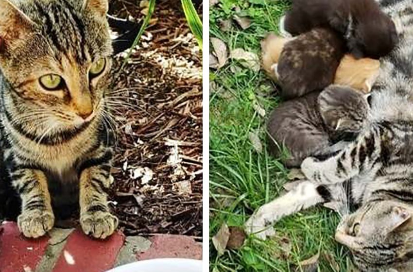  The woman took the street cat and her babies and saved their life
