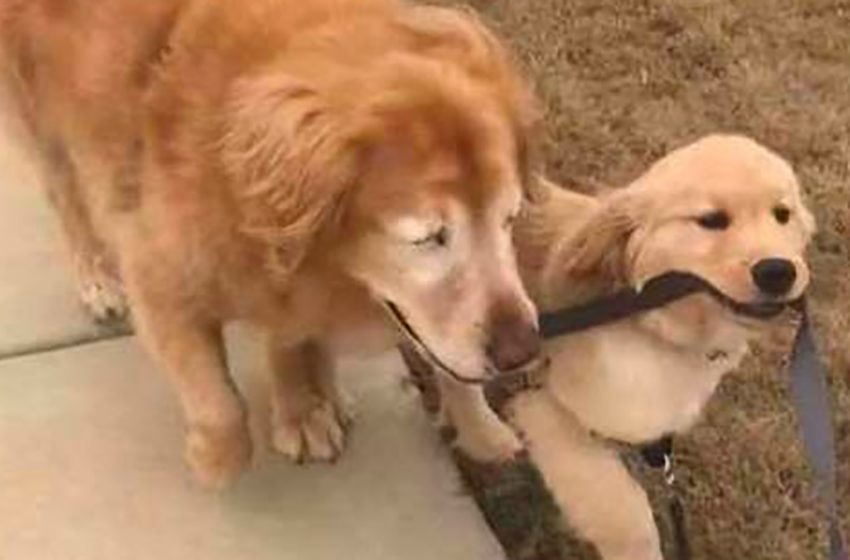  The adorable pup became a friend and a guide for the blind dog