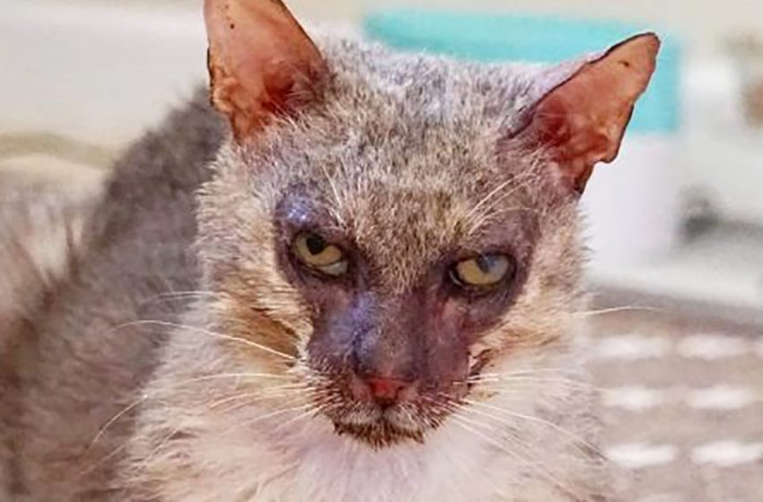  An unusual cat, who looked like a werewolf, was rescued in Florida