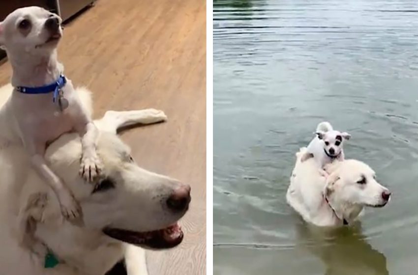  The cunning Chihuahua managed to ride his Labrador friend and swim on his back