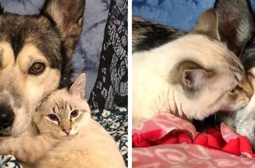  The kind dog helped a poor kitten with parallyzed legs to overcome the difficulties