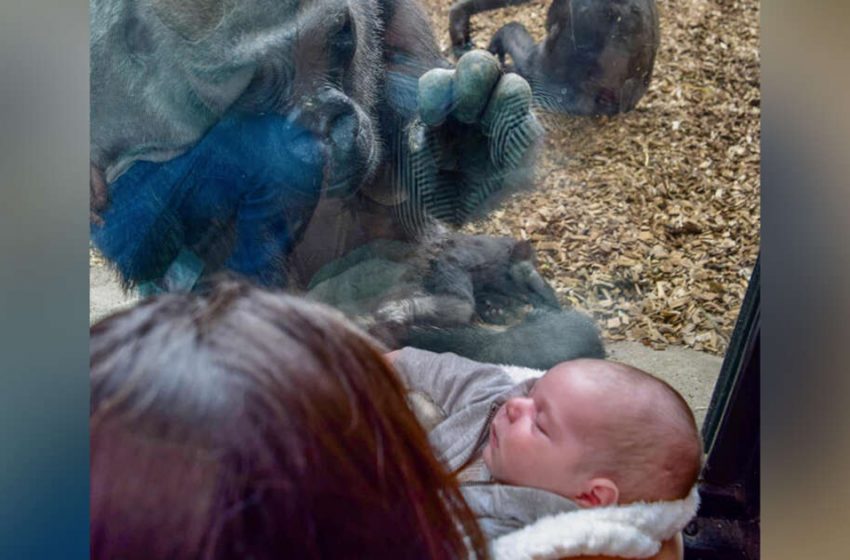  Zoo Gorilla Brings Her Child To Meet Mother And Infant On Other Side Of Glass