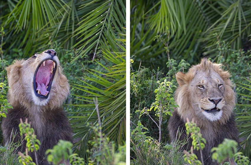  Enormous lion shocks picture taker with terrifying thunder, at that point grins at him