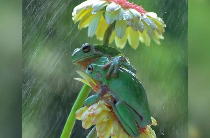  Picture taker Takes note Frogs Sharing A Sweet Embrace Within The Rain