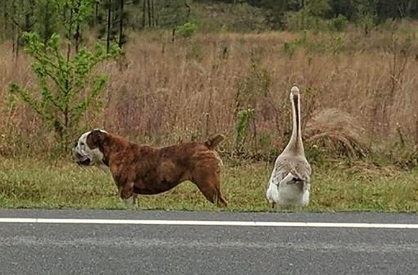  A Bulldog Is Misplaced And His Grief stricken Goose Companion Has Spurred An Online Exertion To Rejoin Them