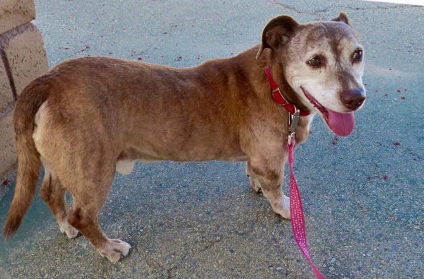  Hard of hearing senior puppy at last finds a domestic after investing 11 a long time as a stray