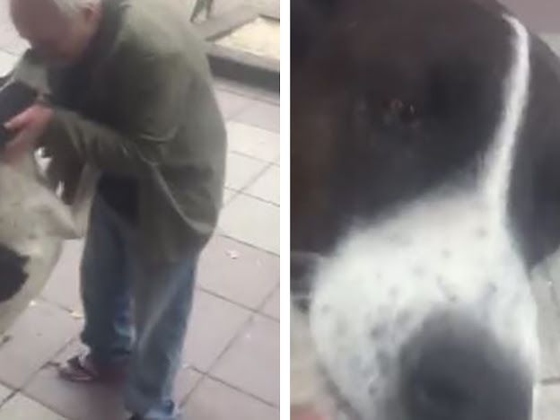  THE GEORGIAN SPENT THREE YEARS LOOKING FOR THE MISSING DOG, AND WHEN HE FINALLY FOUND IT, THE DOG JUMPED AND WHINED WITH JOY