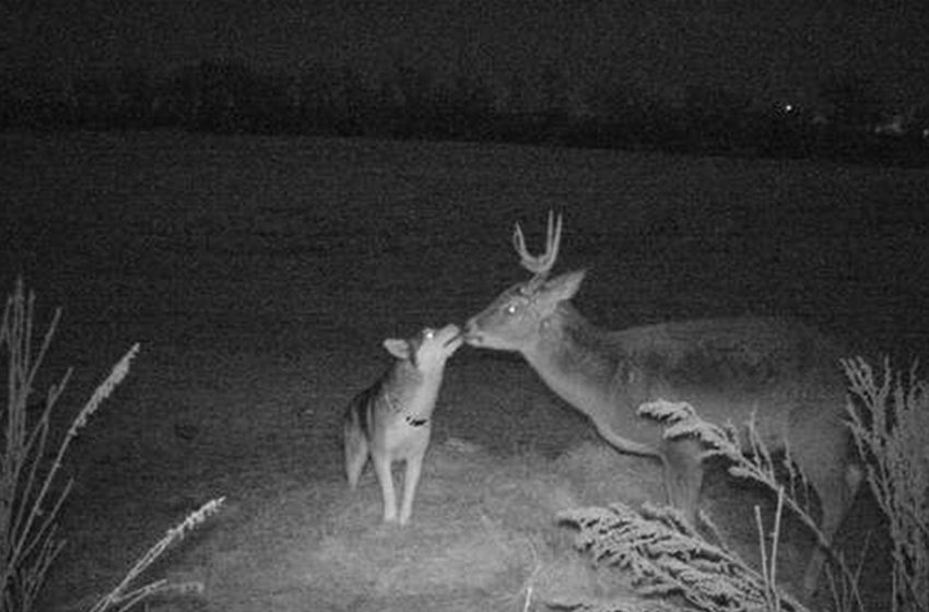  Husky Clears out The House Undetected To Become a close acquaintence with A Wild Deer