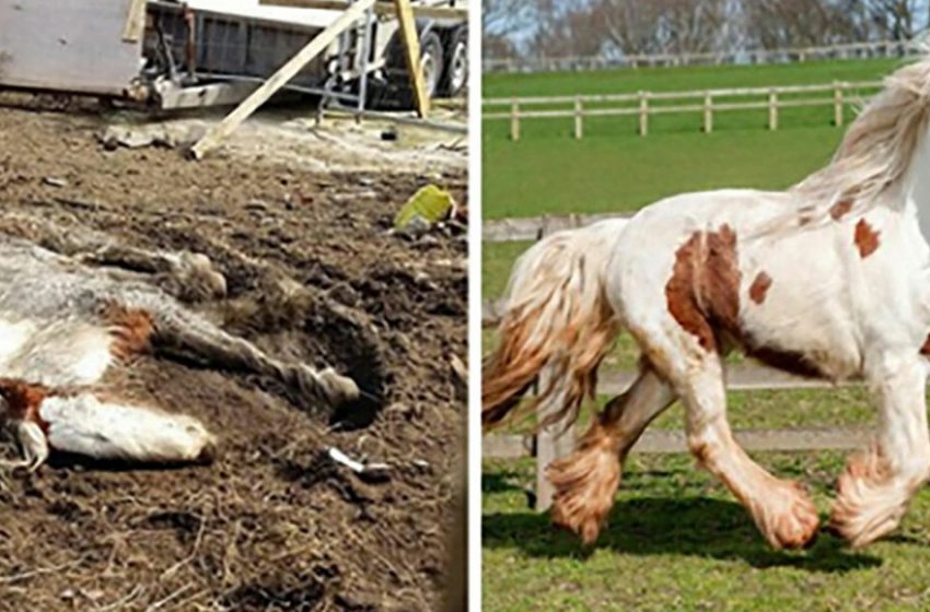  Starving horse Heidi is stuck in mud and left to die – after being rescued she’s winning awards