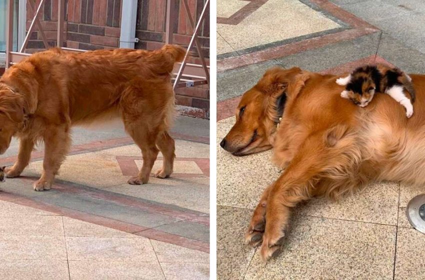  Dog led his dad to an abandoned kitten on the street and insisted on adopting her