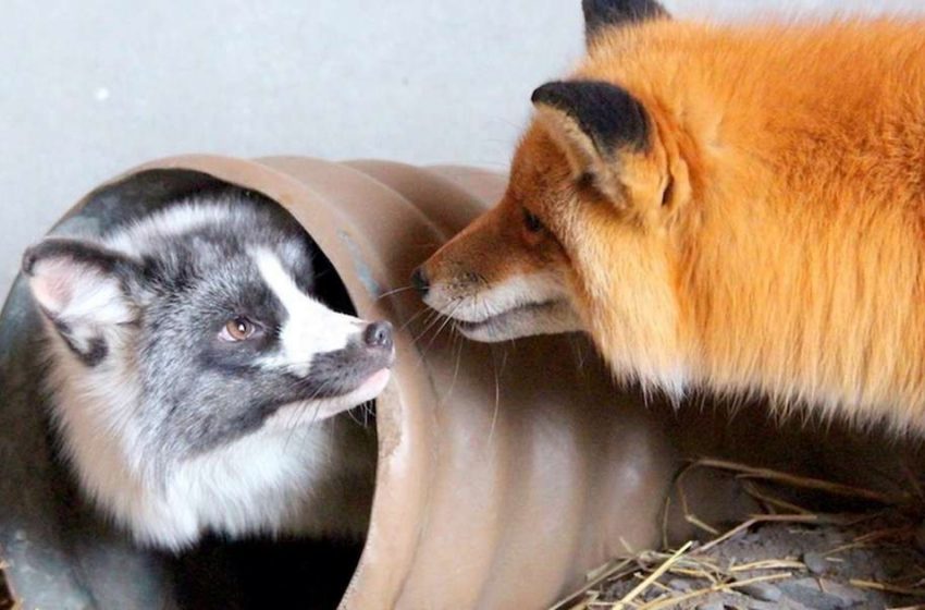  Fox flees from her breeder to meet her sweetheart