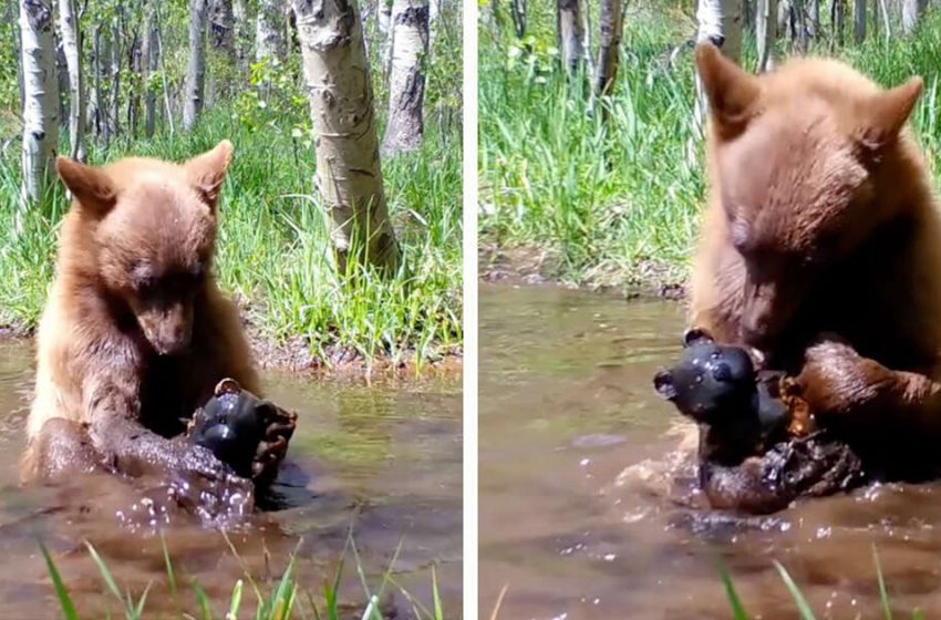  Trail camera captured bear cub bathing with toy bear he found