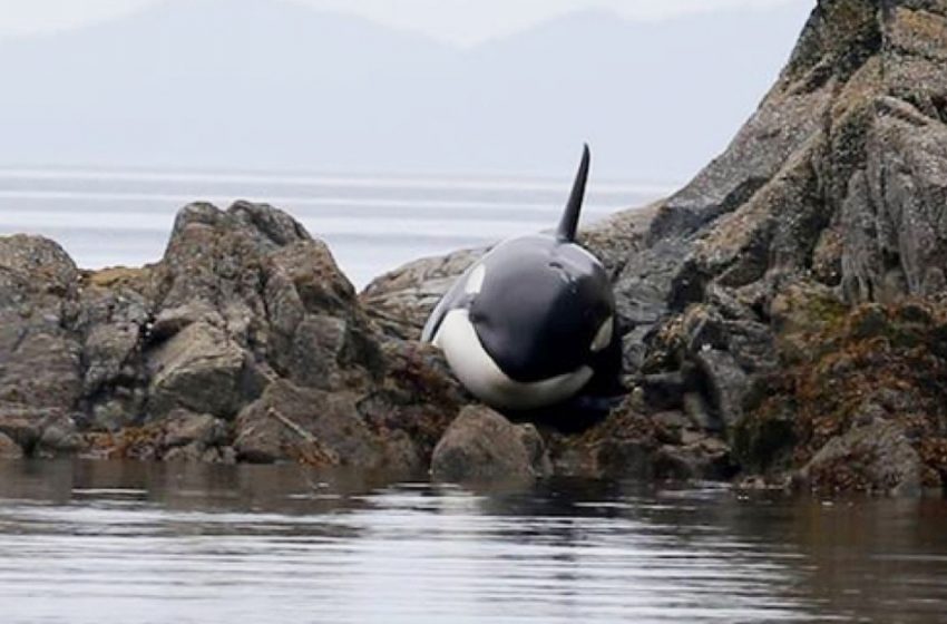  This baby orca was stuck for hours a group of strangers rescued him