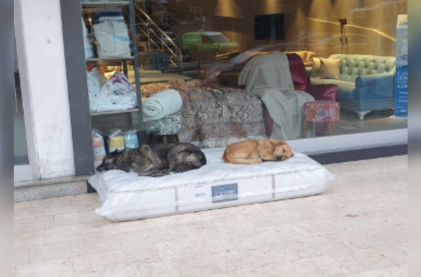  Furniture store always ensure neighborhood dogs have cozy place to sleep