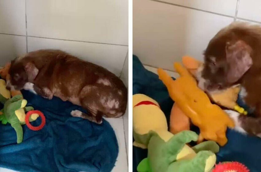  Adorable shelter dog takes care of all her toys like they’re her babies