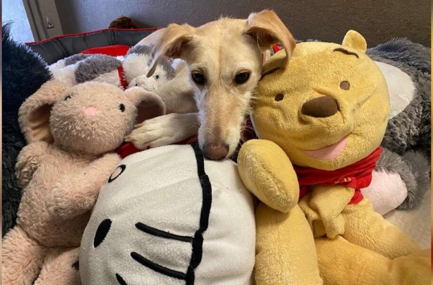  Dog who spent her whole life in shelter can’t stop snuggling her toys