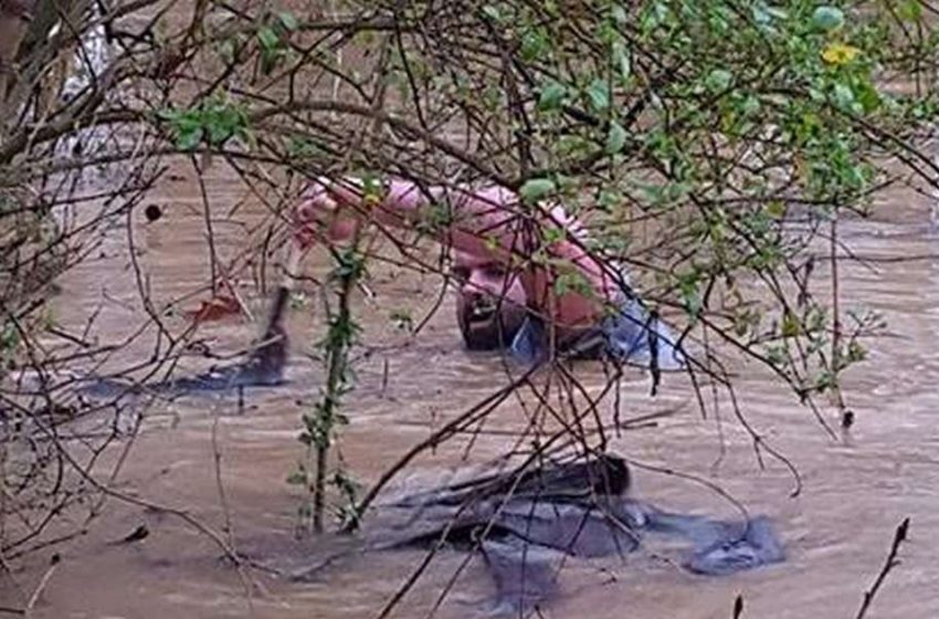  Man dove into flood and loaded animals onto his boat