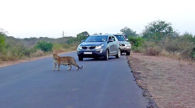  A loving mother leopard teaches one of her perplexed cubs how to cross the road in South Africa