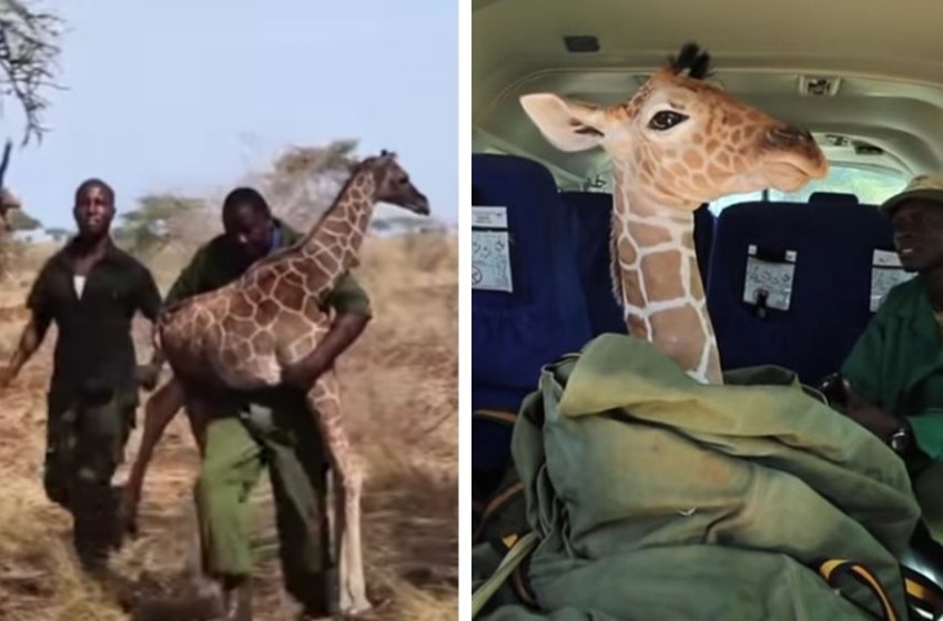  Heroic vets save a baby giraffe in Kenya