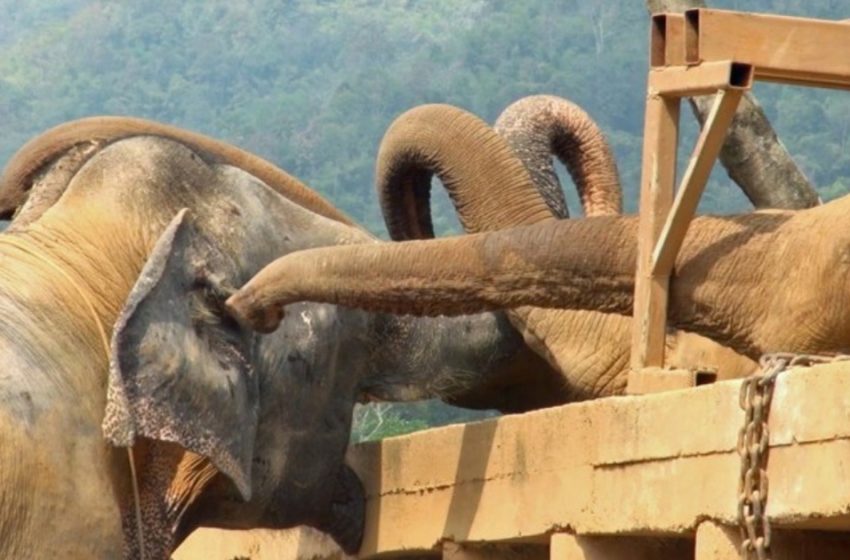  Touching moment when blind elephant, rescued from circus, is greeted by herd in sanctuary