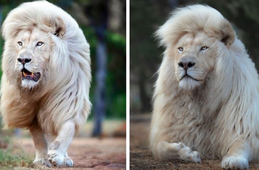  White lion shows off his impressive mane in astonishing photos