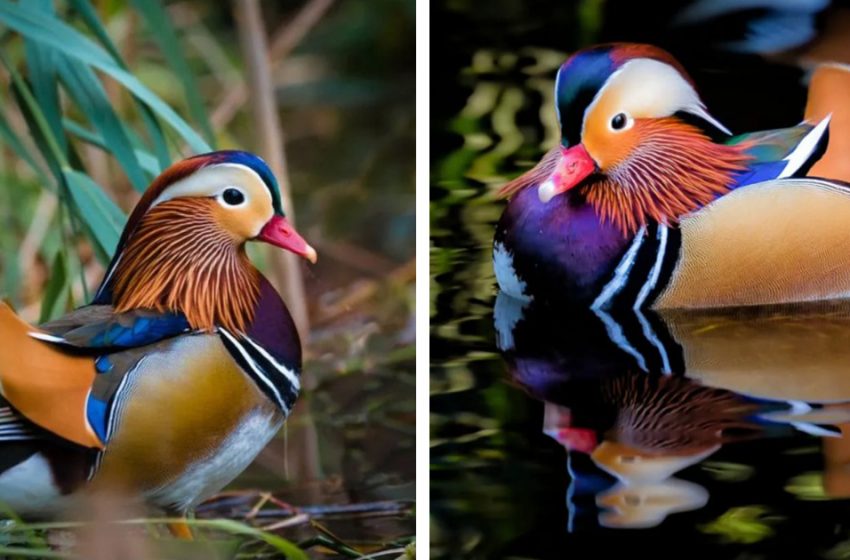  Discover the mandarin duck the most stunning bird in the world