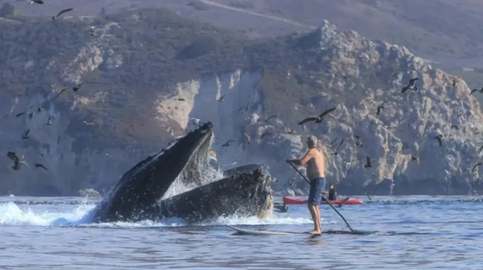 Impressive footage shows a humpback whale sucking two kayakers down its