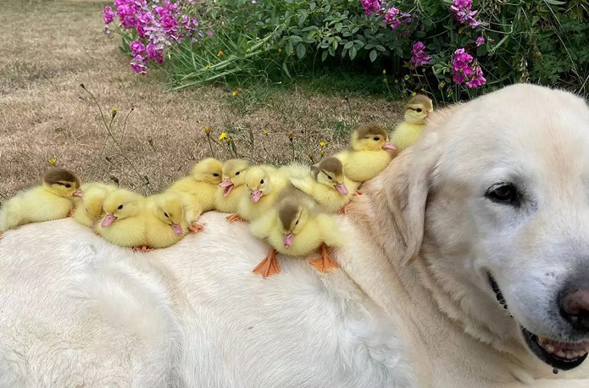  Labrador named fred adopts his third group of orphaned ducklings