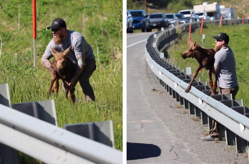  A driver rescues an exhausted moose and returns it to his mother