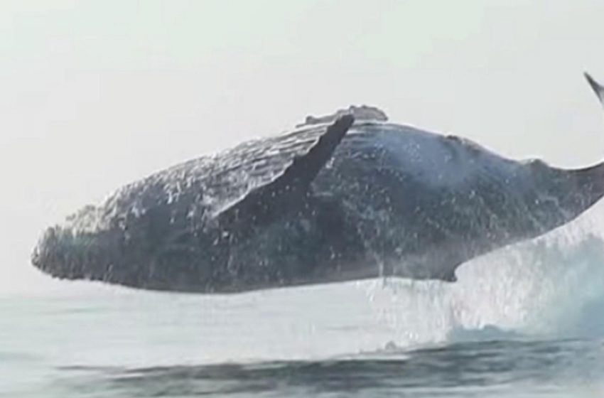  A Enormous 40-ton humpback whale was caught on camera jumping completely out of the water