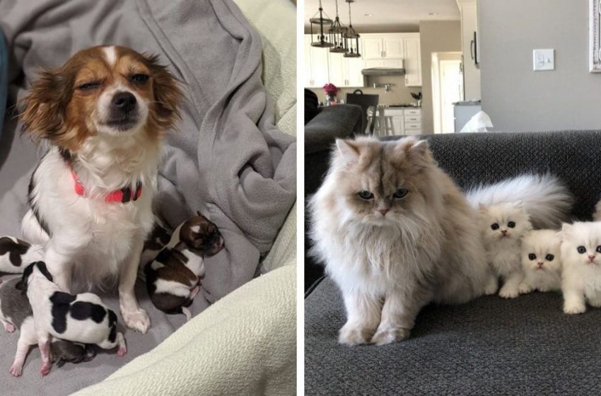  16 cases when pets became parents and at the same time generated a lot of funny and cute shots