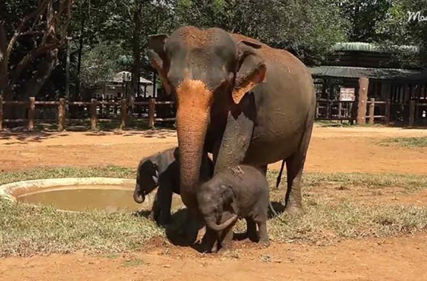  Twin elephants imitate their mother’s every move