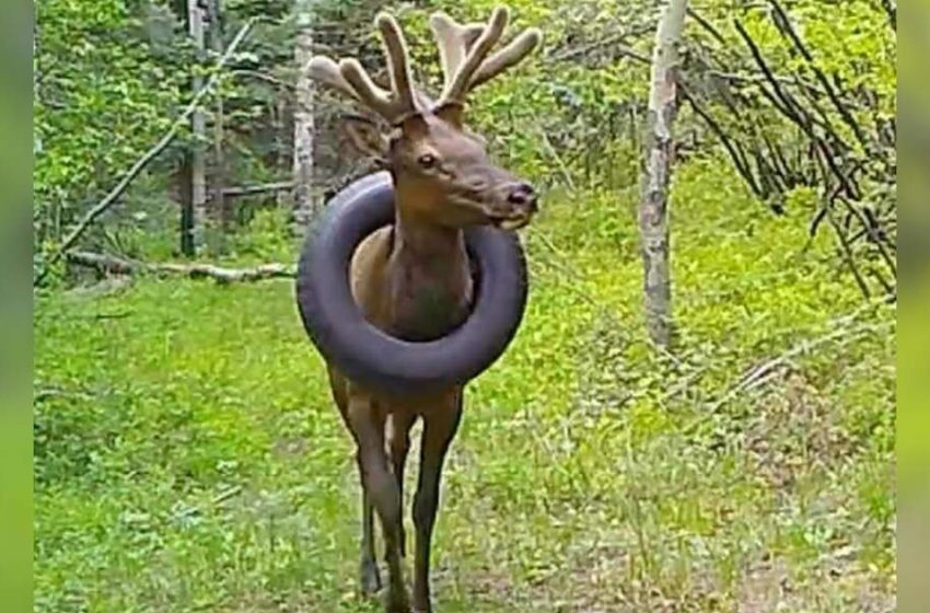  Elk was rescued after living with tire around his neck for two years