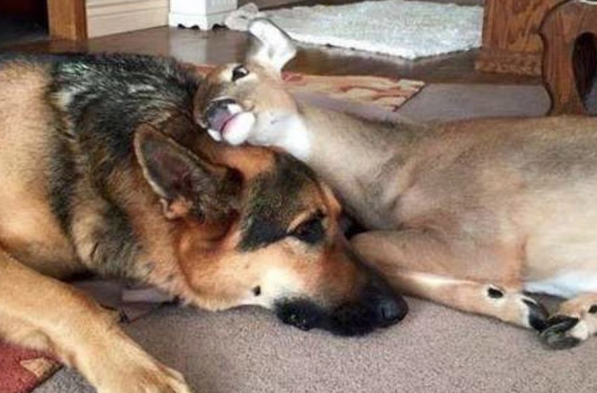  A kind german shepherd is an ‘adoptive mom’ for orphaned fawns