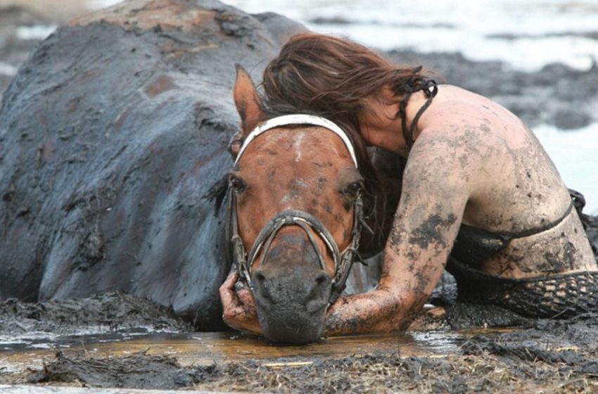  After 900-pound horse becomes trapped in muck for 3 hours the rider stays by his side