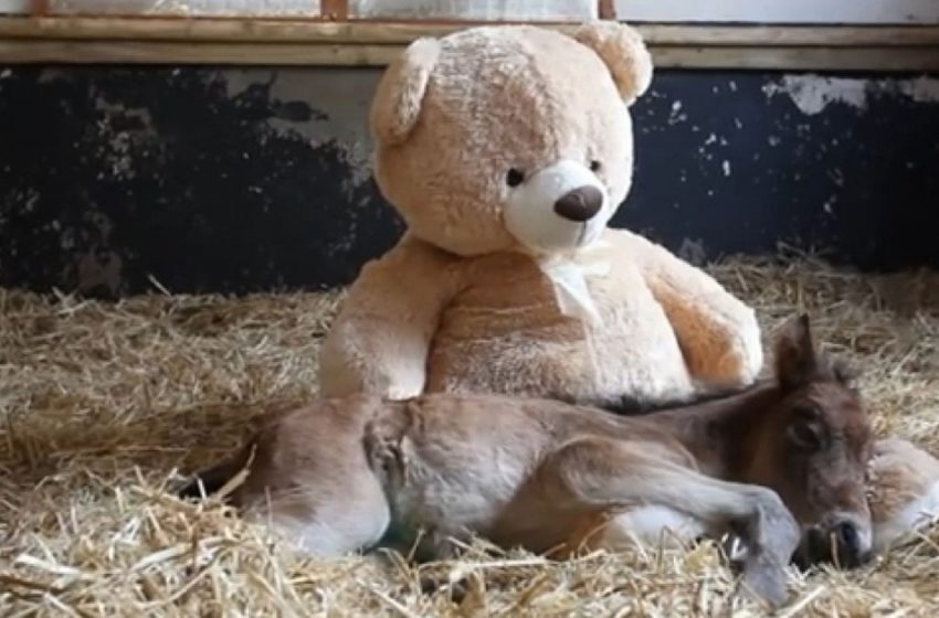  After his mother’s rejection the little foal takes refuge in a huge teddy bear