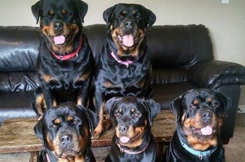  Rottweilers ran to help of freezing 80-year-old pensioner trapped for 15 hours