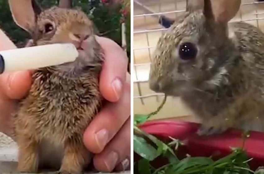  Woman saves orphaned baby rabbit who doubles in weight every day