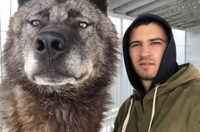  How big is the biggest wolf in the world?