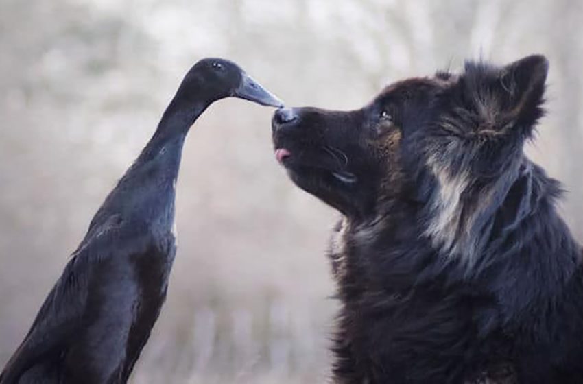  Photographer captured beautiful bond between dog and duck