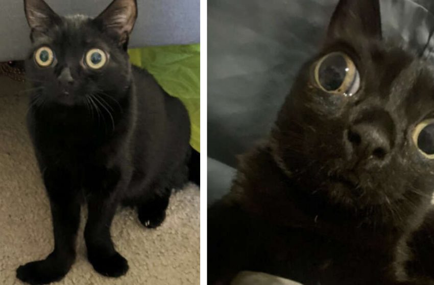  Family discovered abandoned kitten who looked like little alien