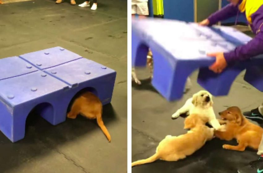  Golden retriever pups discovered secretly holding hands at playtime