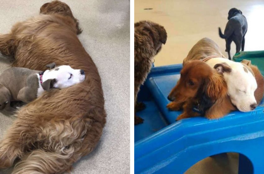  Dog loves befriending fluffiest dogs so she can nap on them