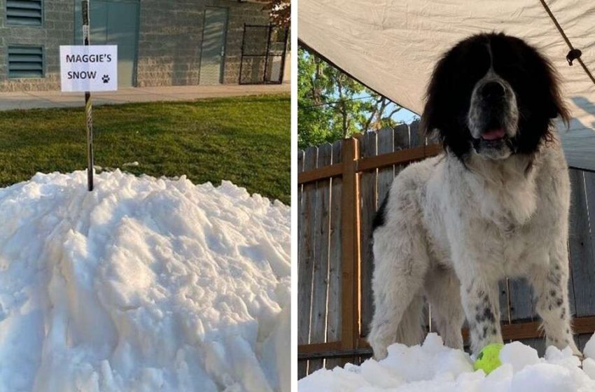  Family made a mini mountain of snow in their yard so their beloved dog could play in it one last time