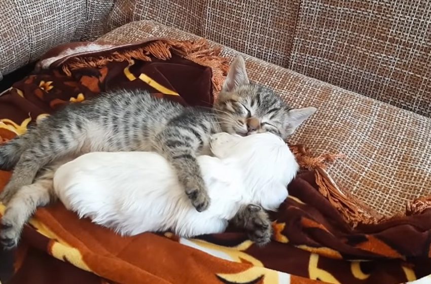  Tiny kitten loves to hug her little rescue pup who was thrown away like garbage