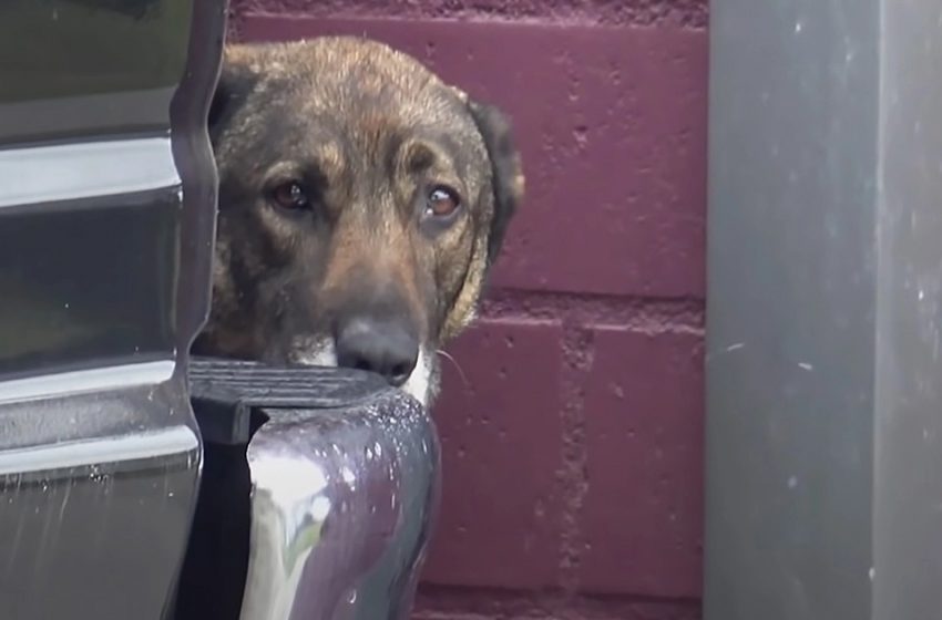  Traumatized German Shepherd now likes to hold things like a squirrel