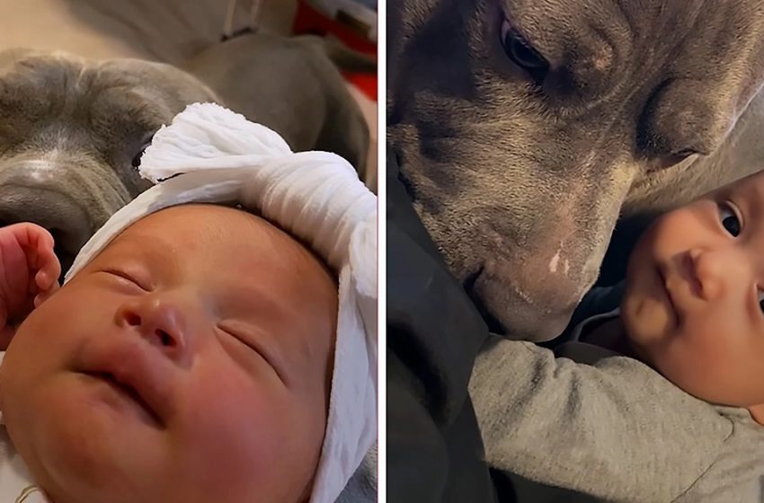  Pitbull curious to meet human sibling